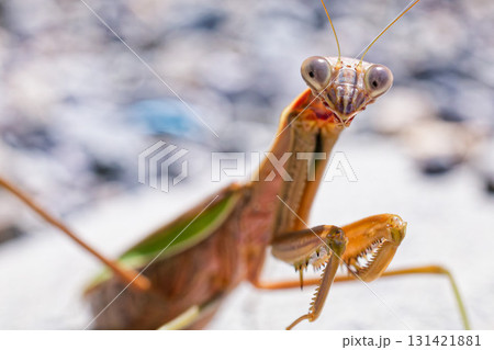 こちらに気付いたオオカマキリ 131421881