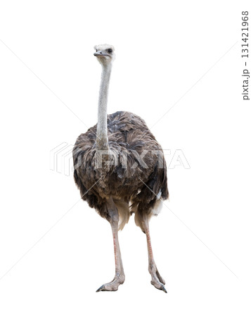 ostrich isolated on white background 131421968