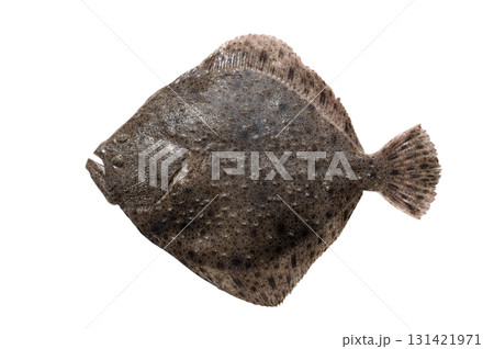 flatfish (scophthalmus maximus) isolated on white background 131421971