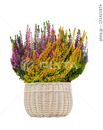 heather isolated on white background heather isolated on white background 131421974