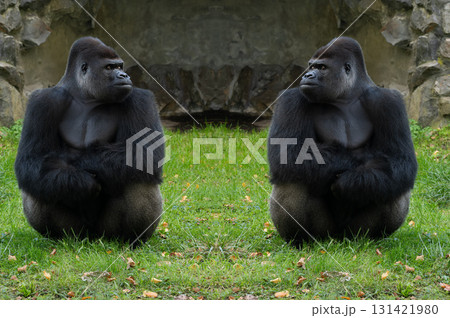 two gorillas looking at each other on green grass two gorillas looking at each other on green grass 131421980