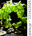 植物のある暮らし 131422026