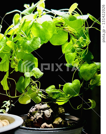 植物のある暮らし 131422026
