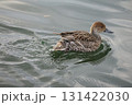 泳ぐカモ 131422030