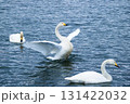 羽ばたく白鳥 131422032