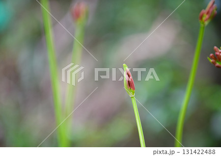 彼岸花の花芽 131422488