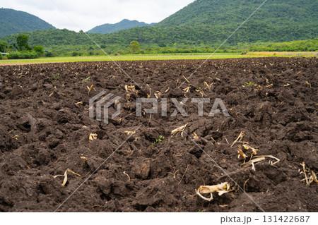 Plowed agricultural field after sugarcane harvest with rich brown soil prepared for new planting. Food security, soil health, and sustainable farming landscape in rural countryside. World soil day. Plowed agricultural field after sugarcane harvest with rich brown soil prepared for new planting. Food security, soil health, and sustainable farming landscape in rural countryside. World soil day. 131422687