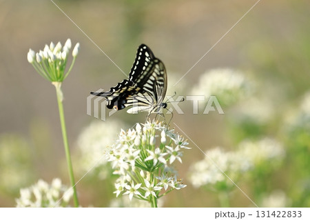 ナミアゲハとニラの花③ ナミアゲハとニラの花③ 131422833