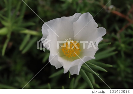 秋の庭に咲く白いマツバボタンの花 131423058