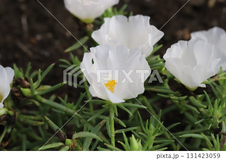 秋の庭に咲く白いマツバボタンの花 131423059