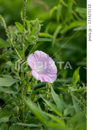 草むらに咲くヒルガオ 131423118