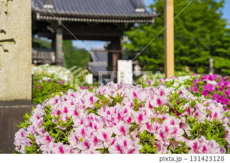 京都 妙満寺のつつじ 京都 妙満寺のつつじ 131423128
