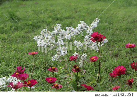 秋の公園に咲く濃いピンク色のヒャクニチソウの花と白いハツユキソウの花 秋の公園に咲く濃いピンク色のヒャクニチソウの花と白いハツユキソウの花 131423351