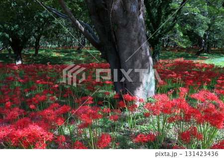 ヤナギ林を彩る彼岸花 (高知県 四万十市入田) ヤナギ林を彩る彼岸花 (高知県 四万十市入田) 131423436