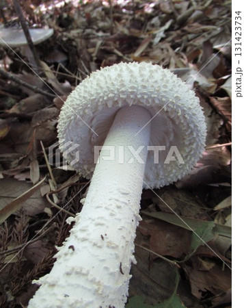 シロオニタケ 131423734
