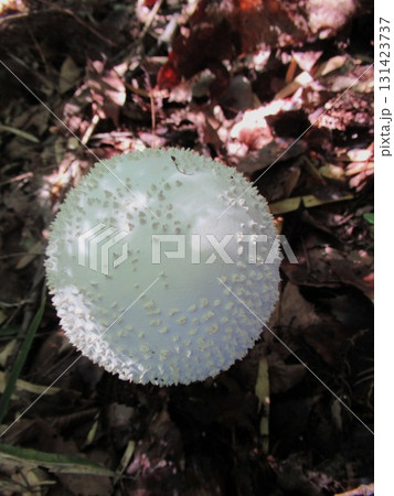 シロオニタケ シロオニタケ 131423737
