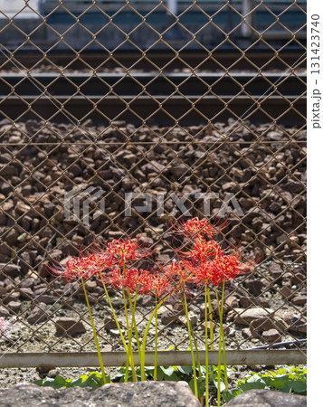 鉄道の線路沿いに咲く彼岸花 鉄道の線路沿いに咲く彼岸花 131423740
