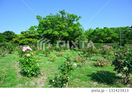 濁川公園のバラ園（新潟県） 131423813