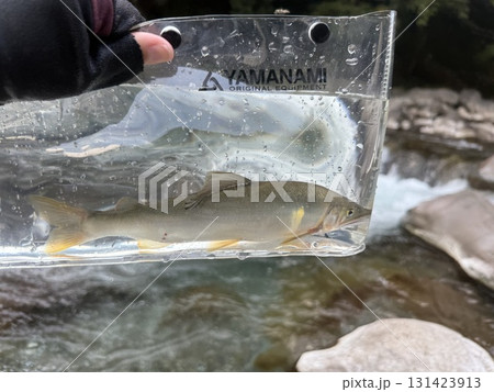 しゃくり漁で鮎釣り しゃくり漁で鮎釣り 131423913