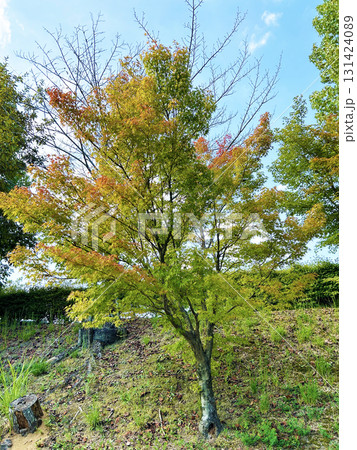 色鮮やかなモミジバフウ 131424089