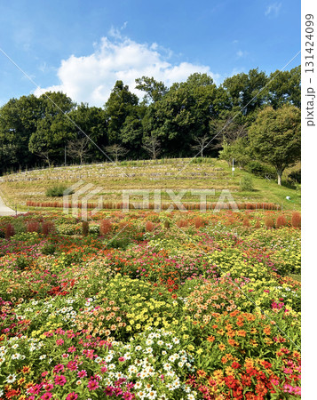 花壇に咲くジニア 131424099