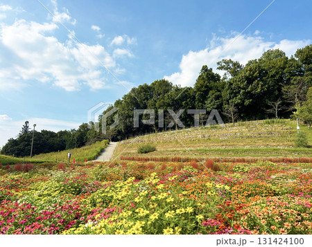 青空と一面のジニア 131424100