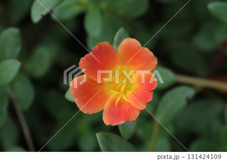 秋の庭に咲くオレンジ色のポーチュラカの花 131424109