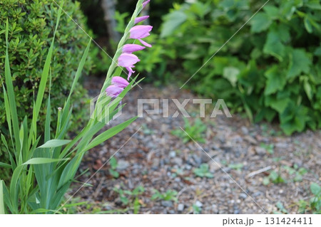 長野県 グラジオラス 庭先 長野県 グラジオラス 庭先 131424411