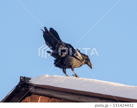 Black raven on the snow-covered roof of building. Frosty blue sky background. Gorgeous fluffy raven tail and raven head in profile with massive beak. 131424432