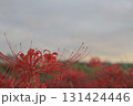 夕日に照らされる彼岸花 131424446