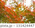 紅葉したモミジの葉 131424447
