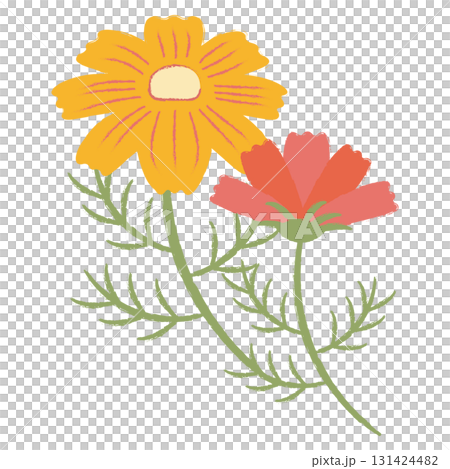 雙色粗獷波斯菊插圖 131424482