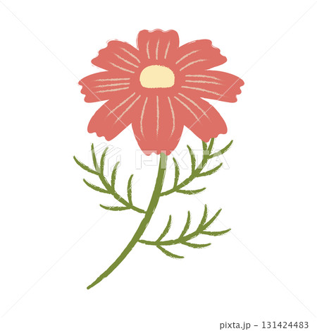 1輪のラフなコスモスの花 131424483