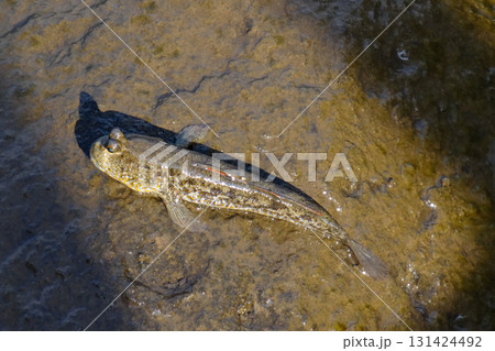 Mudskipper fish resting on wet, muddy ground near the coast. This amphibious fish, known for its ability to move on land, is photographed in natural sunlight, showcasing its unique eyes and textured 131424492