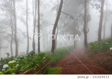 Misty morning in a pine forest in Indonesia. Blooming hortensias at highland plantation in tropical jungle creating dreamy scene. Perfect for nature travel background, tourism in mountains landscapes. Misty morning in a pine forest in Indonesia. Blooming hortensias at highland plantation in tropical jungle creating dreamy scene. Perfect for nature travel background, tourism in mountains landscapes. 131424513