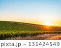 Golden sunset over vineyards in Barossa Valley wine region 131424549