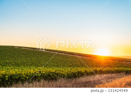 Golden sunset over vineyards in Barossa Valley wine region 131424549