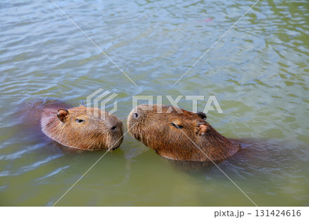Funny capybaras having bath, relaxing in the water near a grassy lakeshore in Brazil, South America. Peaceful wildlife scene with a semi-aquatic mammal animal and largest rodent in its natural habitat 131424616