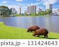 Group of capybaras grazing on green grass by lake with streets buildings in background. This striking contrast between wildlife and cityscape illustrates peaceful urban coexistence and Brazil cities 131424643