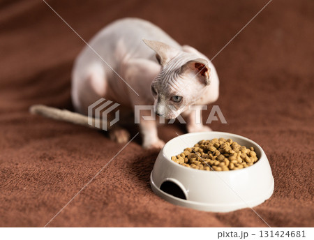 Portrait of sphinx cat with bowl of food Portrait of sphinx cat with bowl of food 131424681