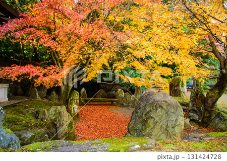 紅葉に彩られた善能寺 紅葉に彩られた善能寺 131424728