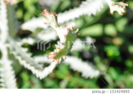 Euphorbia lactea white ghost or Euphorbia or Euphorbia mayurnathanii variegated ,Euphorbia lactea Euphorbia lactea white ghost or Euphorbia or Euphorbia mayurnathanii variegated ,Euphorbia lactea 131424893