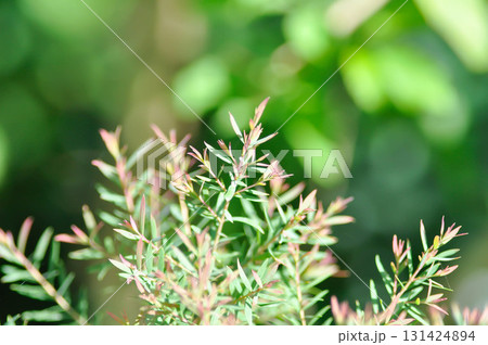 Juniperus sp, CUPRESSACEAE or pink plant 131424894