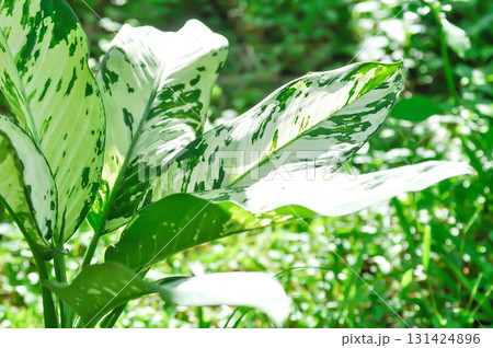 Dieffenbachia, Dumb canes or Dieffenbachia poisonous or bicolor plant 131424896