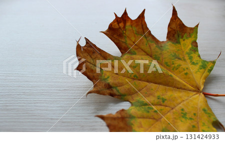 A close up panoramic image of a fallen autumn leaf with splashes of yellow and brown copy space A close up panoramic image of a fallen autumn leaf with splashes of yellow and brown copy space 131424933