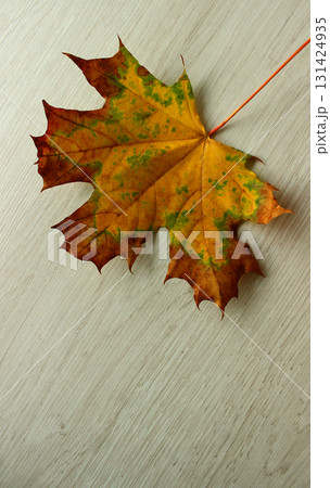 A vertical stock photo for backgrounds or wallpapers with a freshly fallen tree leaf on a wooden board 131424935