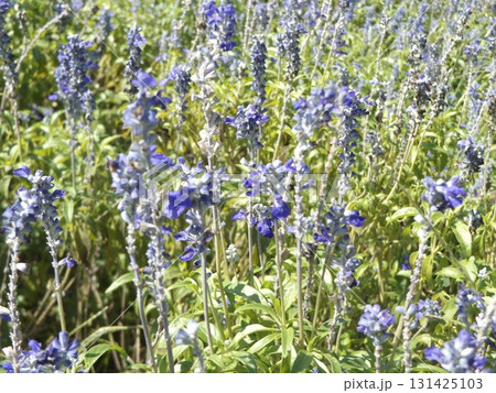 青色の花はブルーサルビアの花 青色の花はブルーサルビアの花 131425103
