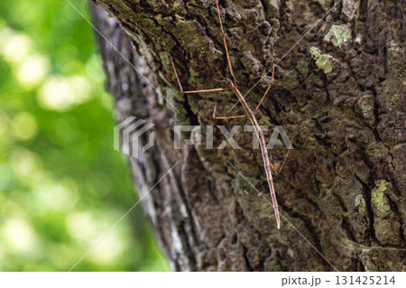 台湾 ナナフシ スティックインセクト 131425214