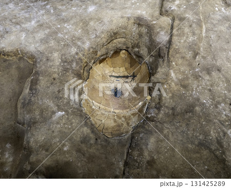 吉野ヶ里歴史公園　北墳丘墓　甕棺と副葬品の銅剣と管玉　佐賀県吉野ヶ里町 131425289