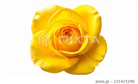 黄色の薔薇 黄色の薔薇 131425290